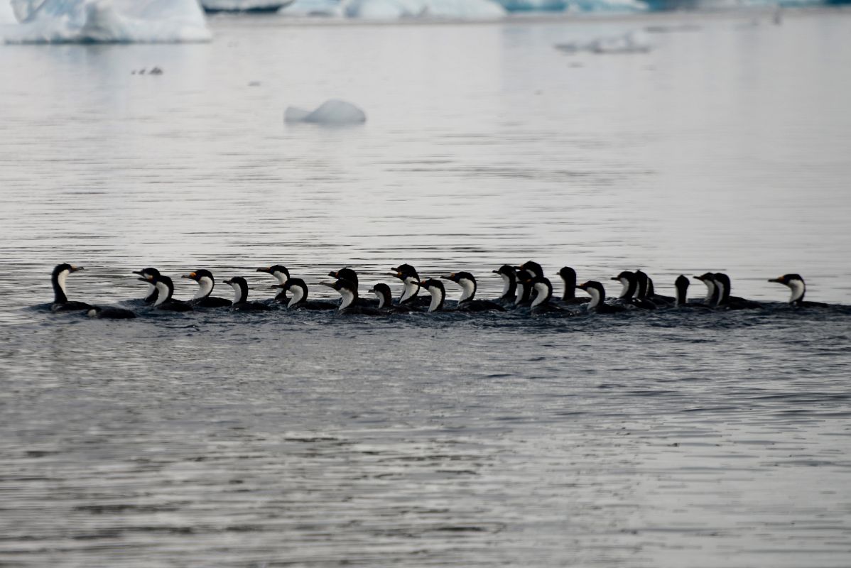 13E Blue-eyed Shag Birds In The Water Next To Cuverville Island From Zodiac On Quark Expeditions Antarctica Cruise